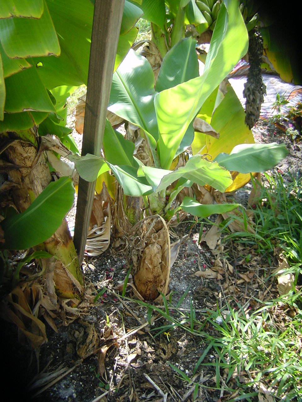 banana