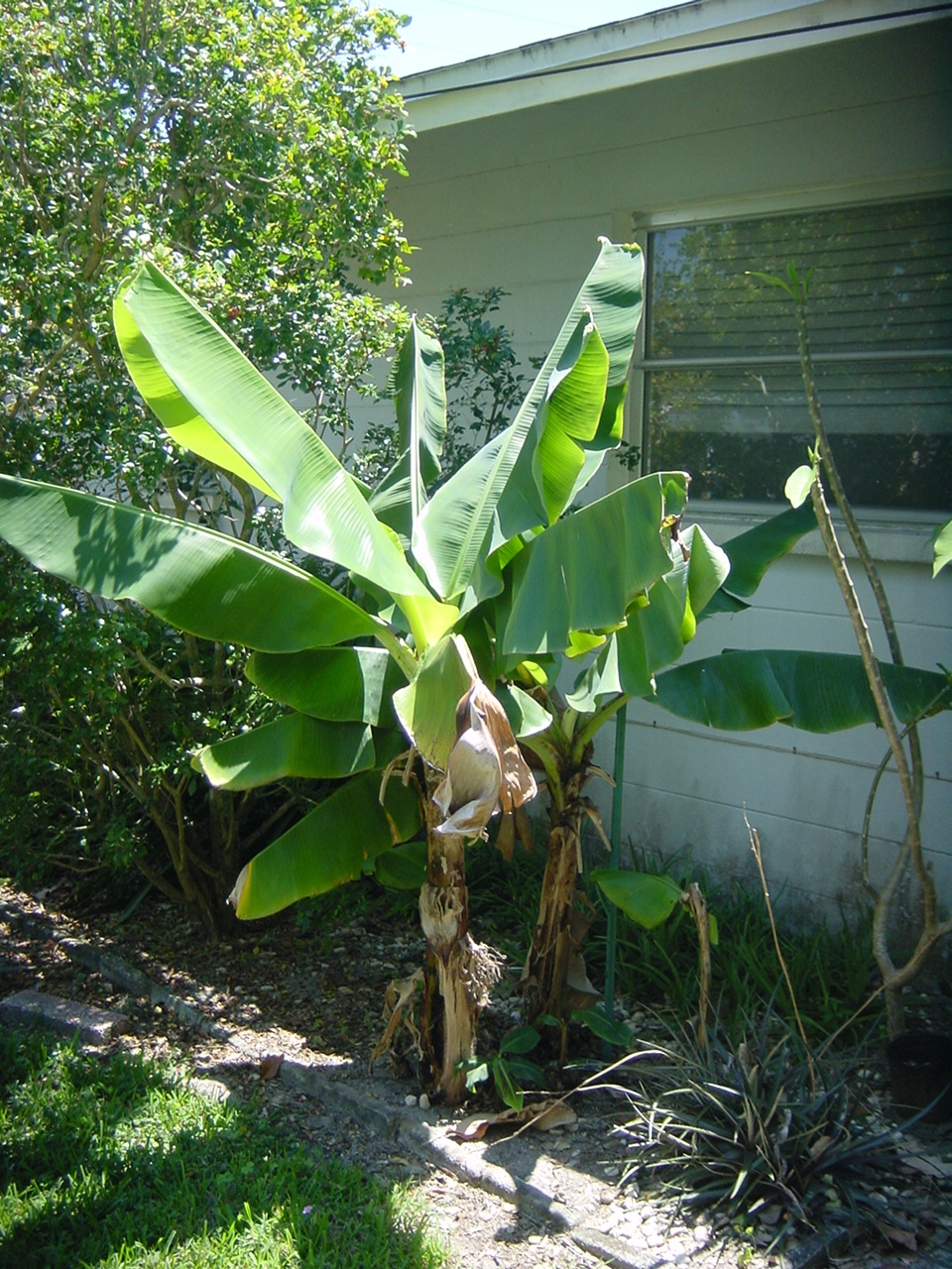 banana