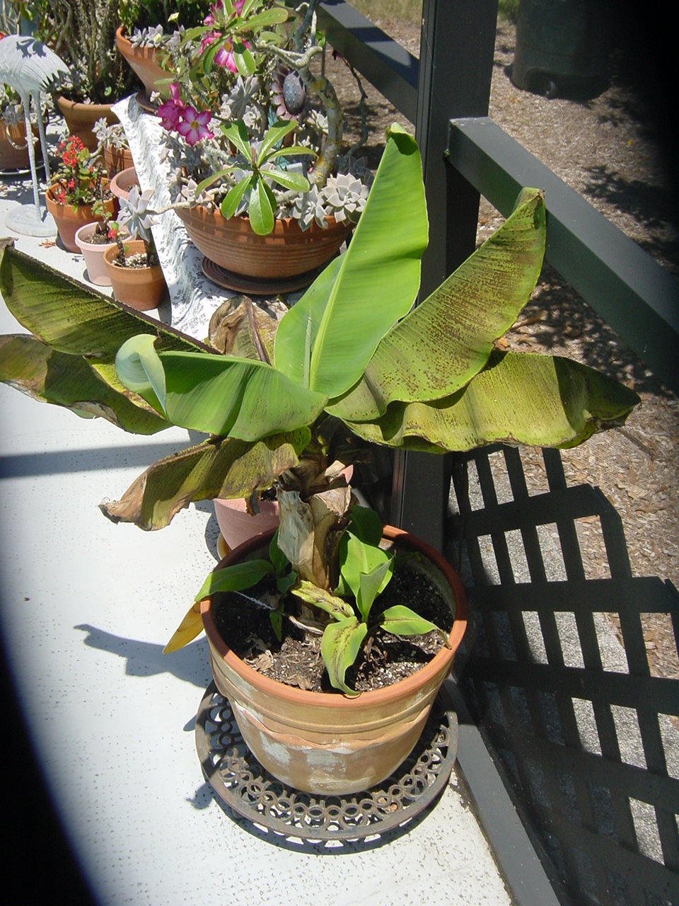 banana