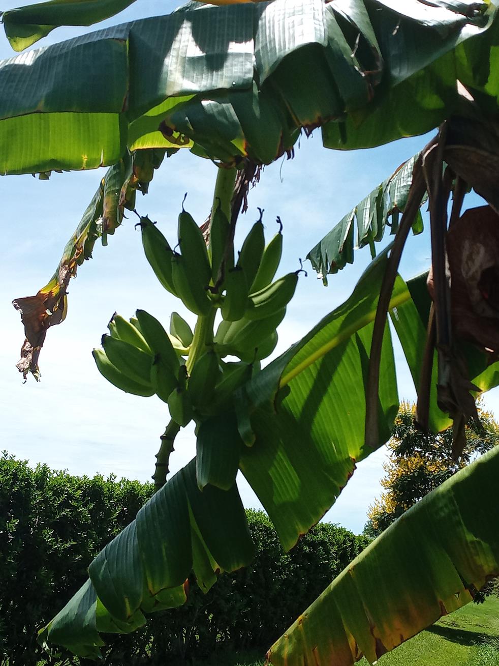 banana