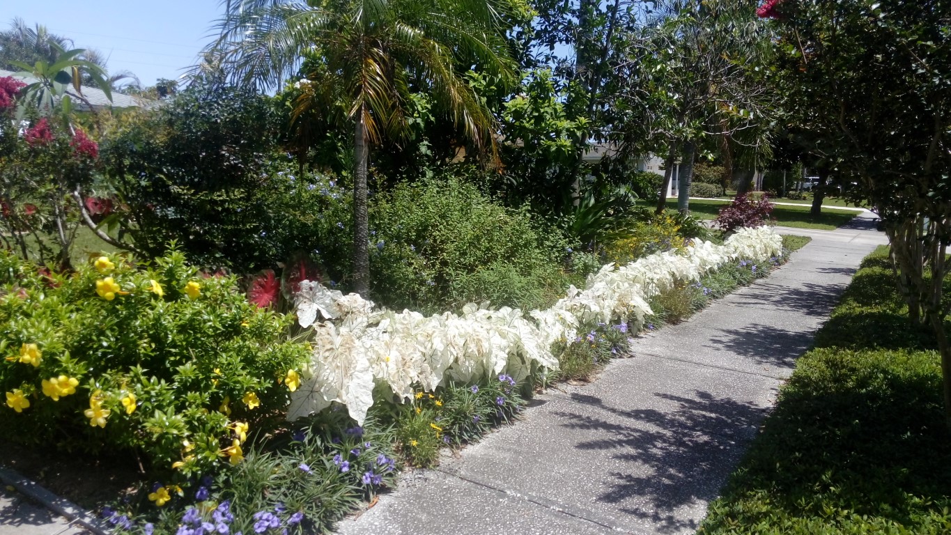 Yard Photos