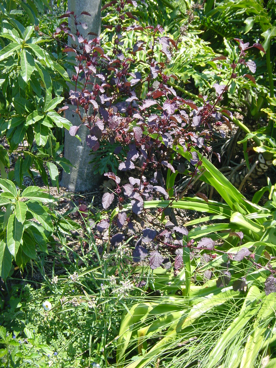 Yard Photos