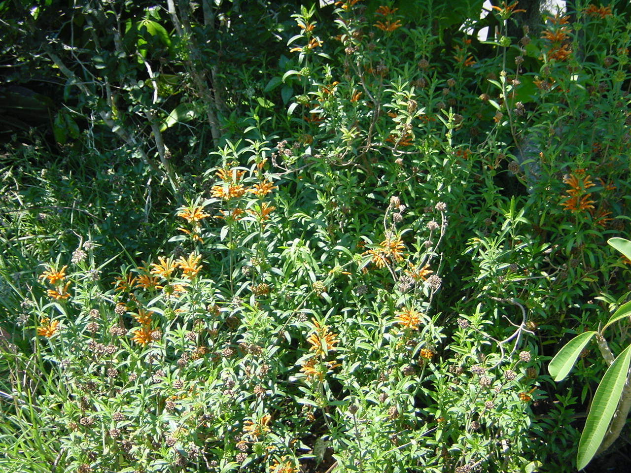 Yard Photos