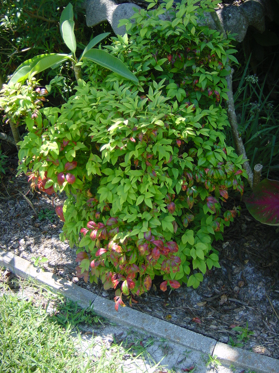 Yard Photos