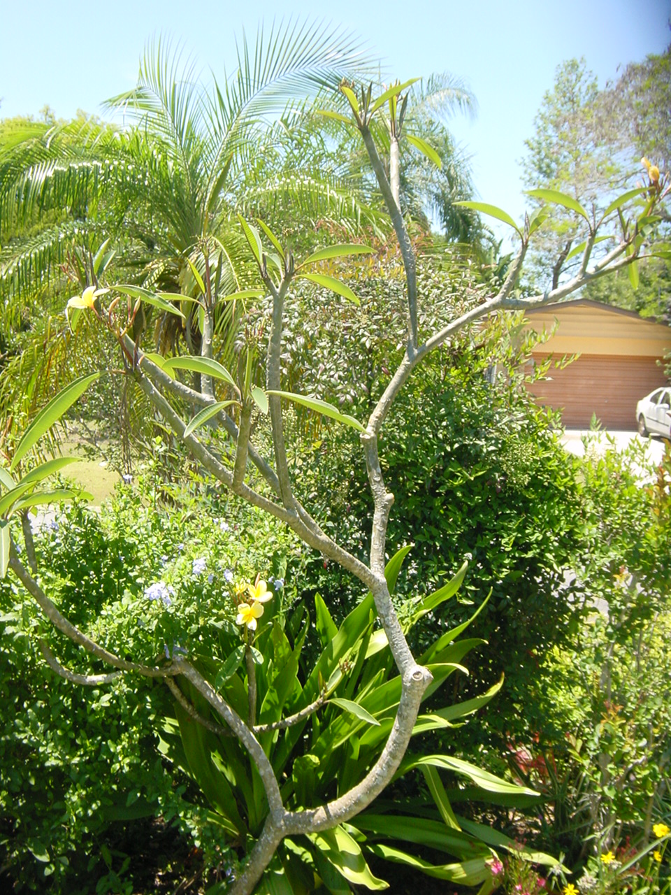 Yard Photos