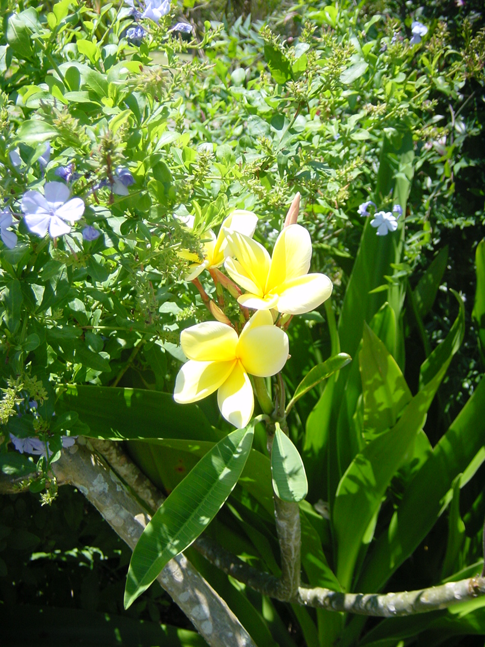 Yard Photos