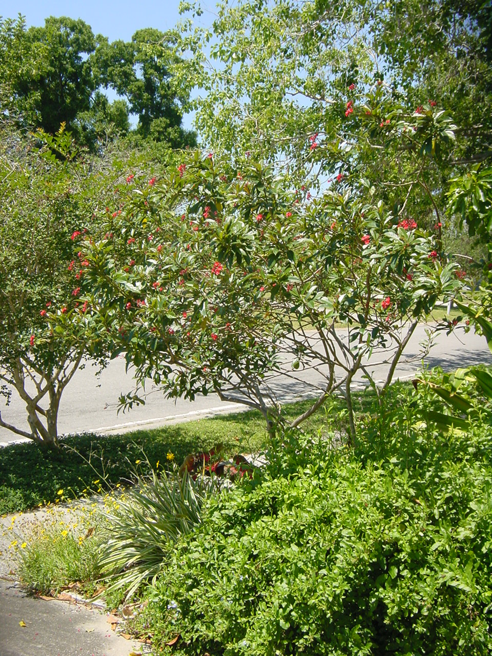 Yard Photos