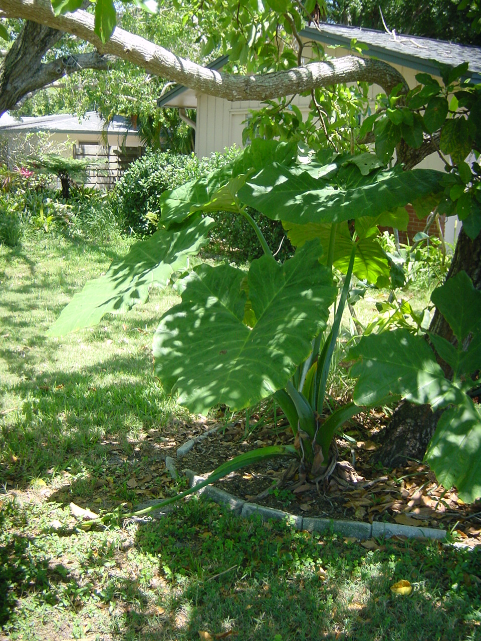 Yard Photos