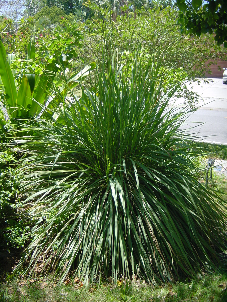 Yard Photos