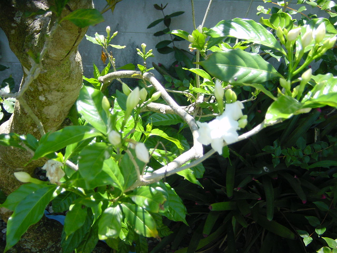 Yard Photos