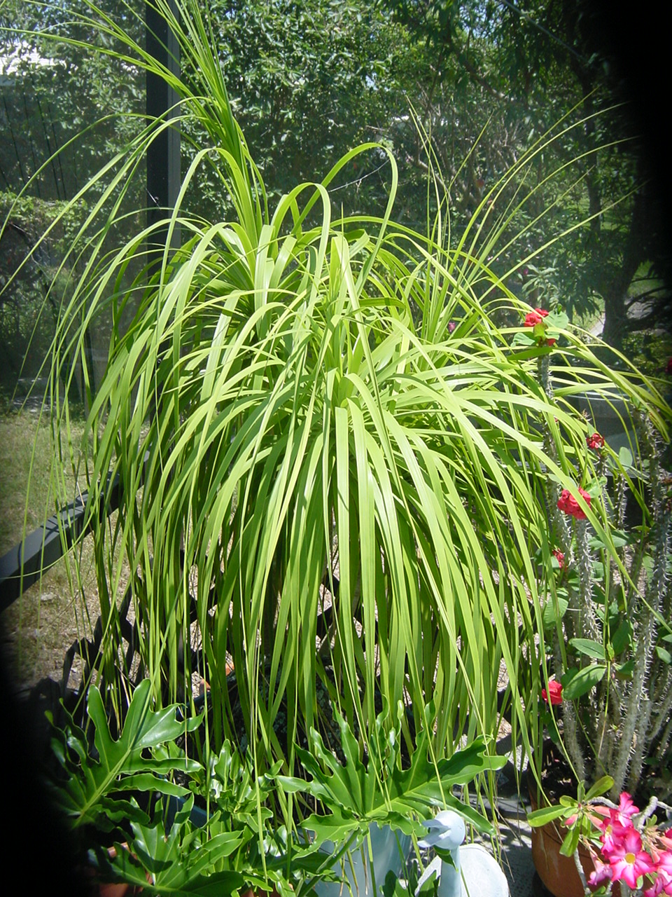 Yard Photos