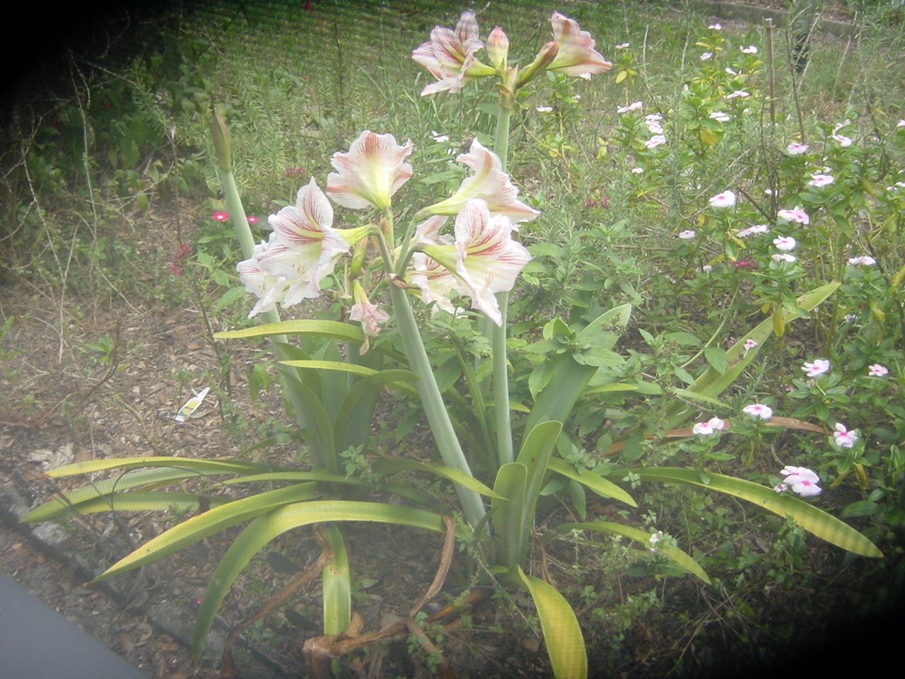 Yard Photos