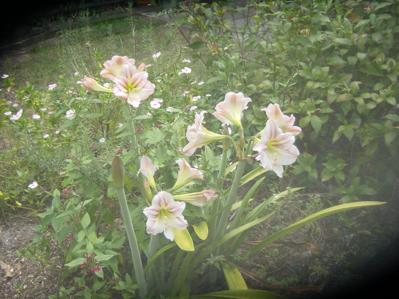 Yard Photos
