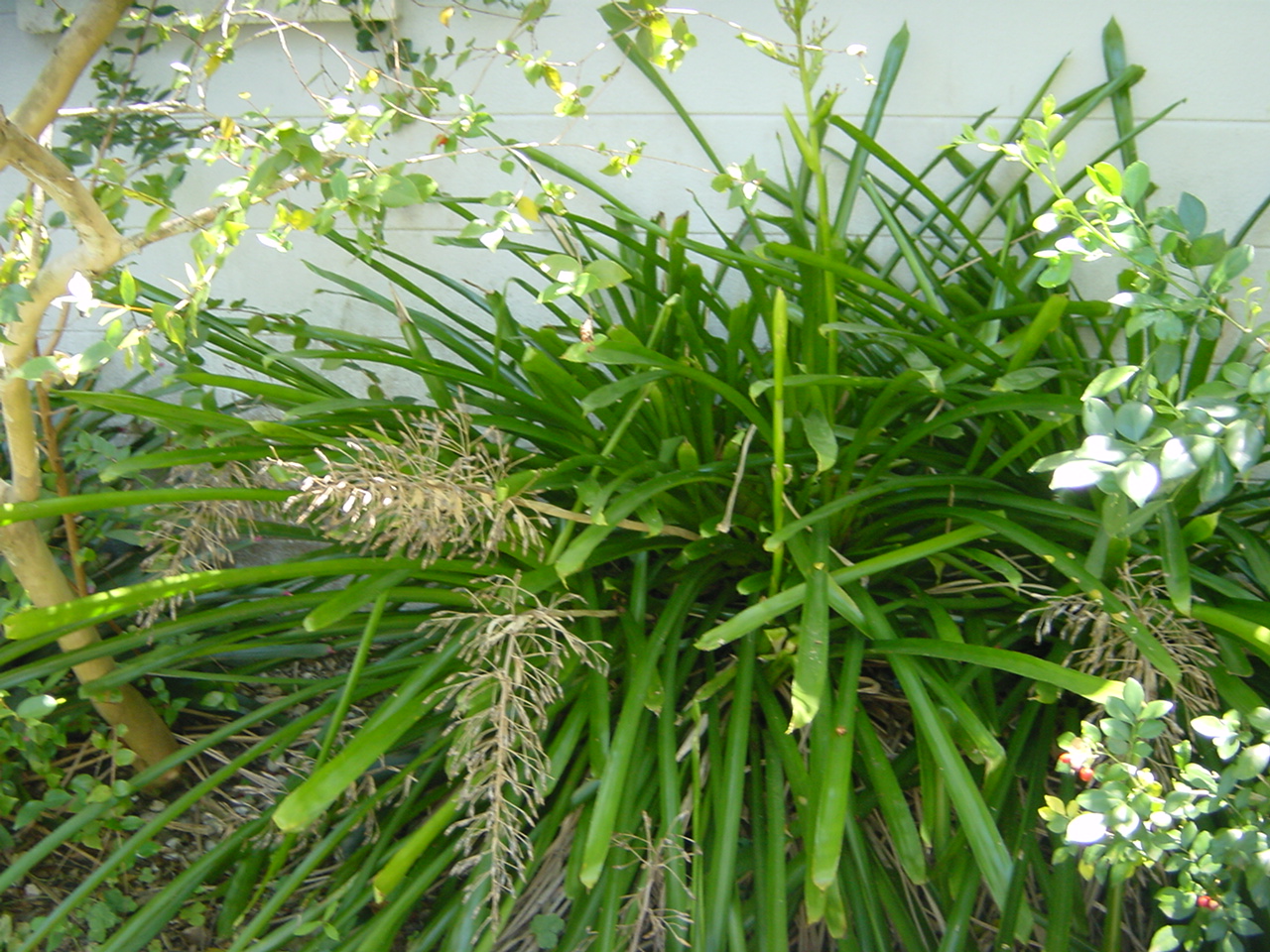 Orchid & Bromiliad