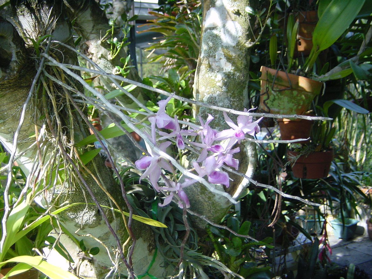 Orchid & Bromiliad