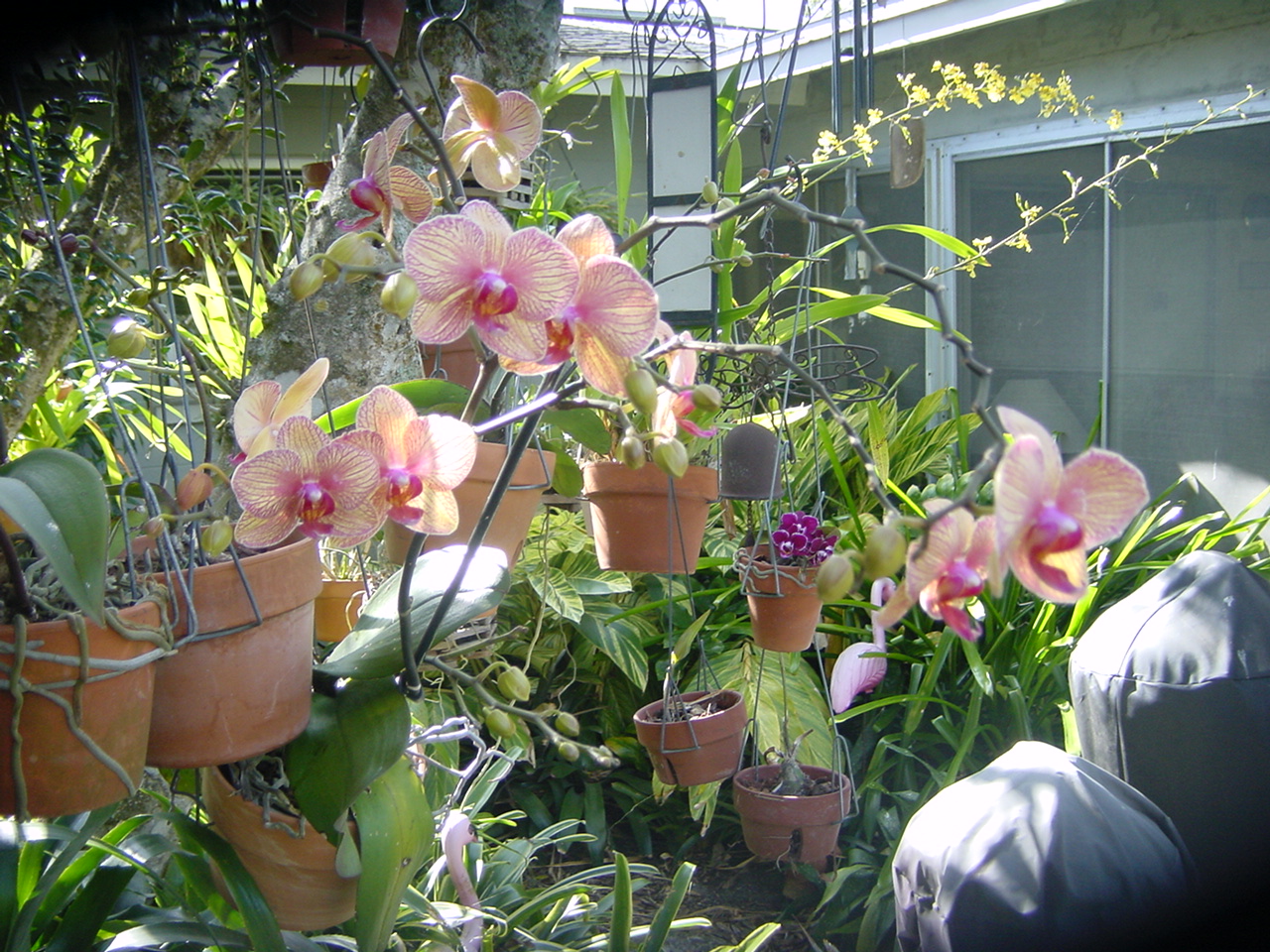 Orchid & Bromiliad