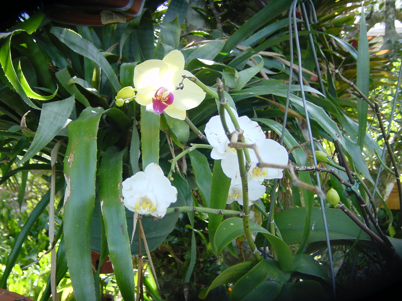 Orchid & Bromiliad