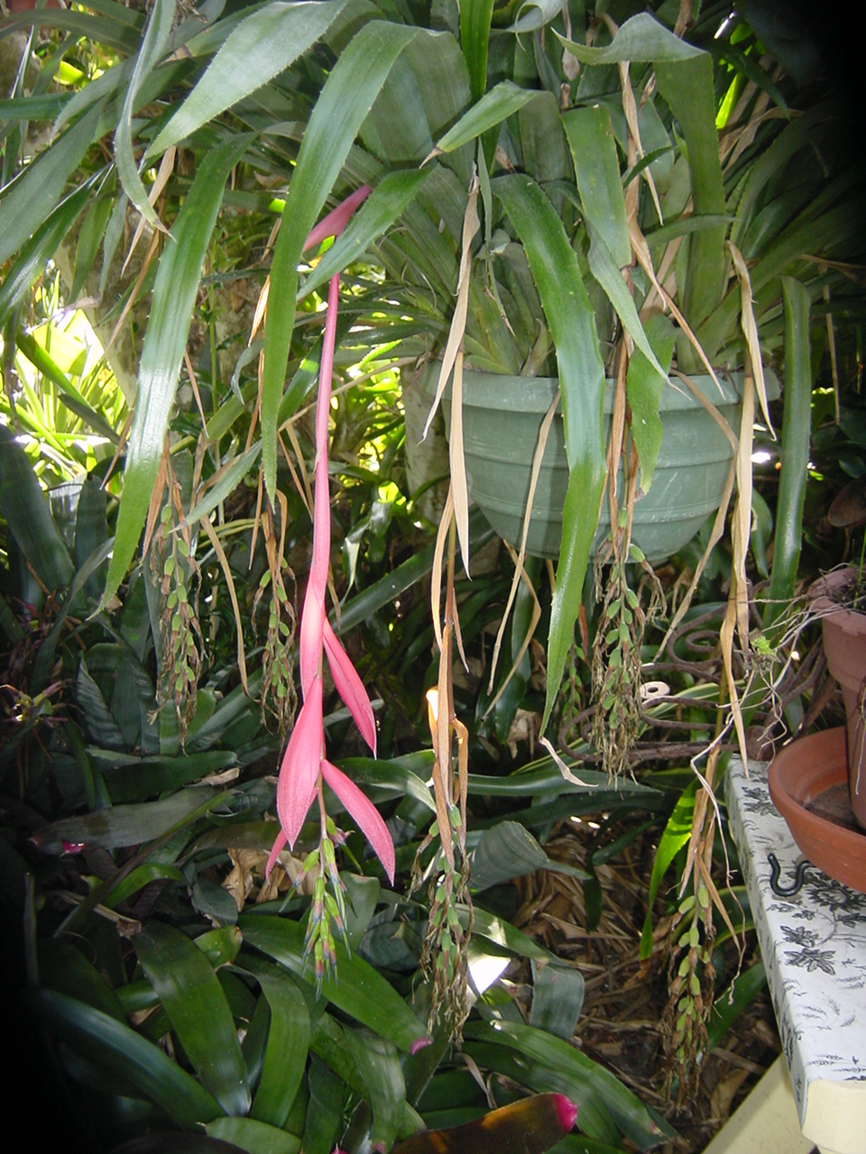 Orchid & Bromiliad