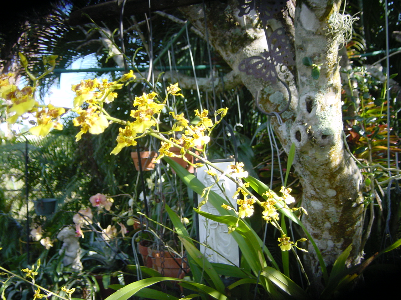 Orchid & Bromiliad