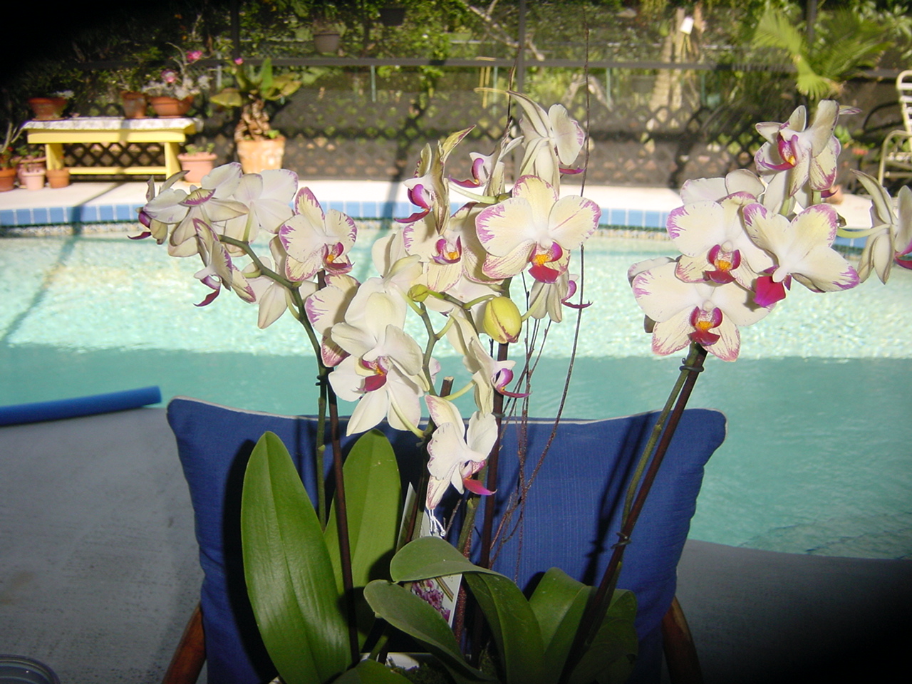 Orchid & Bromiliad