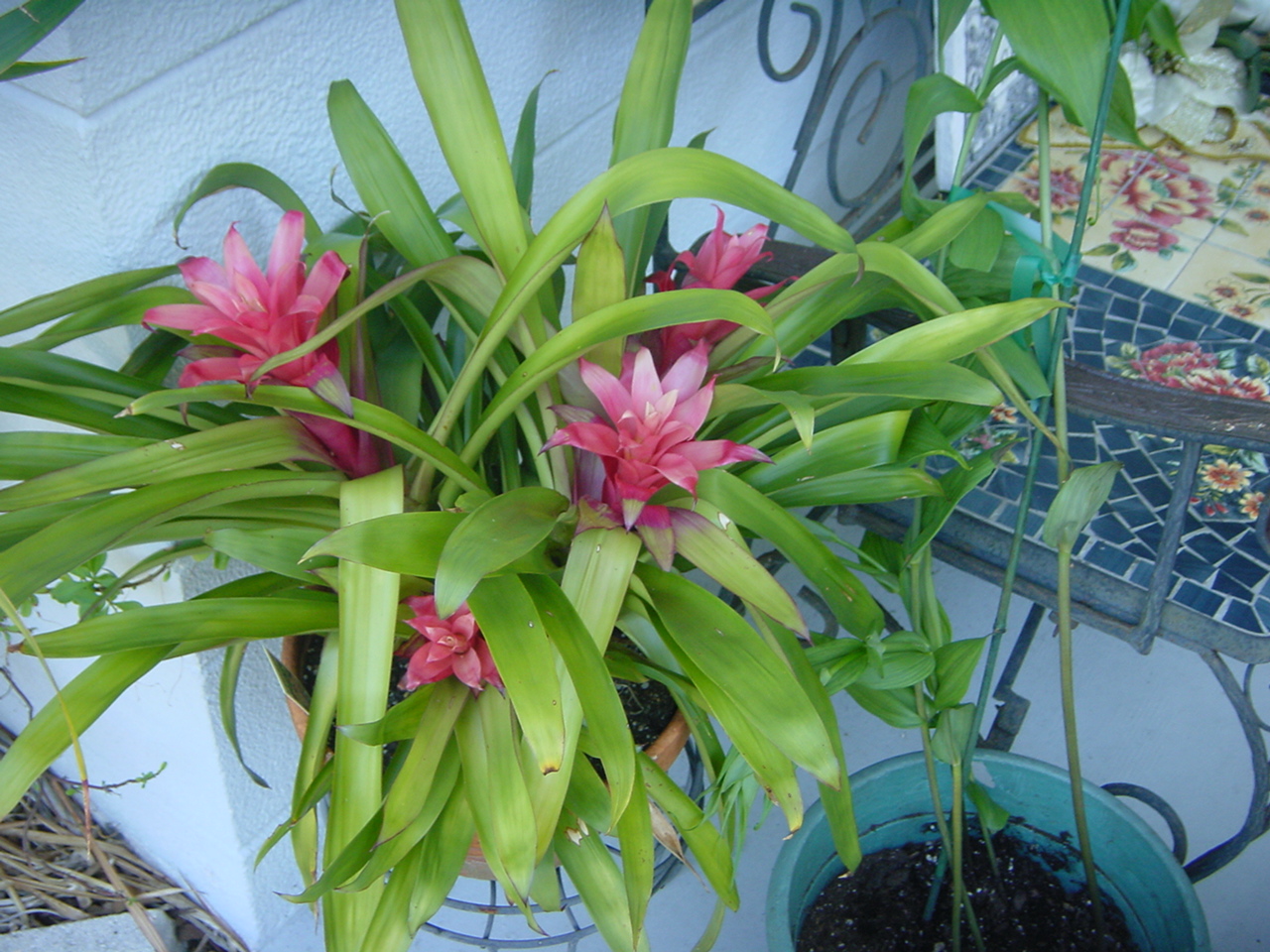 Orchid & Bromiliad
