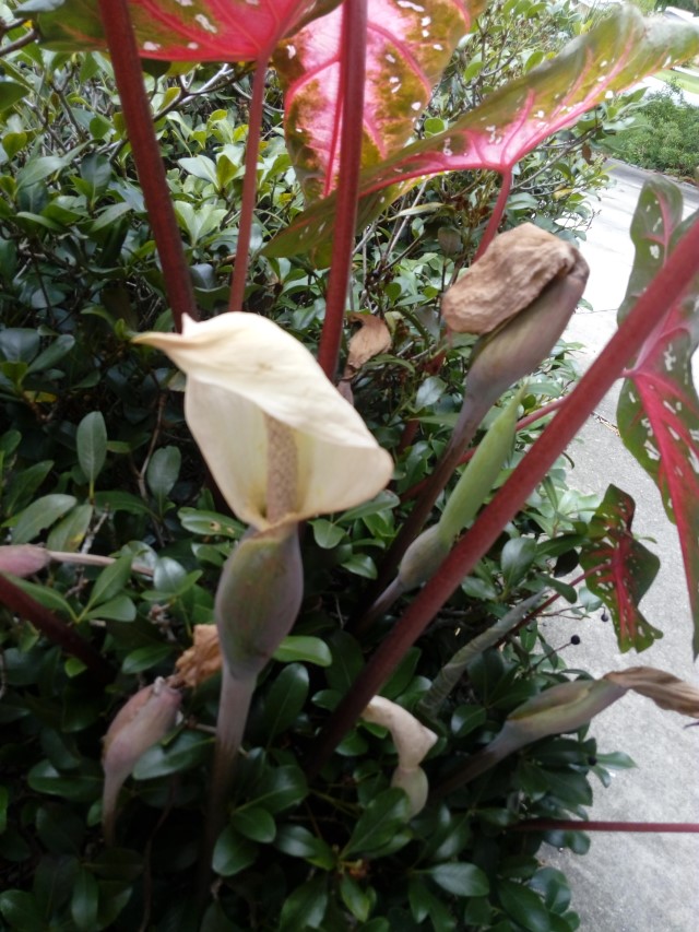 Orchid