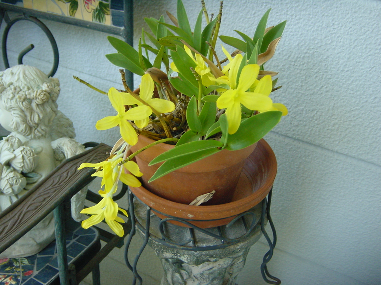 Orchid & Bromiliad