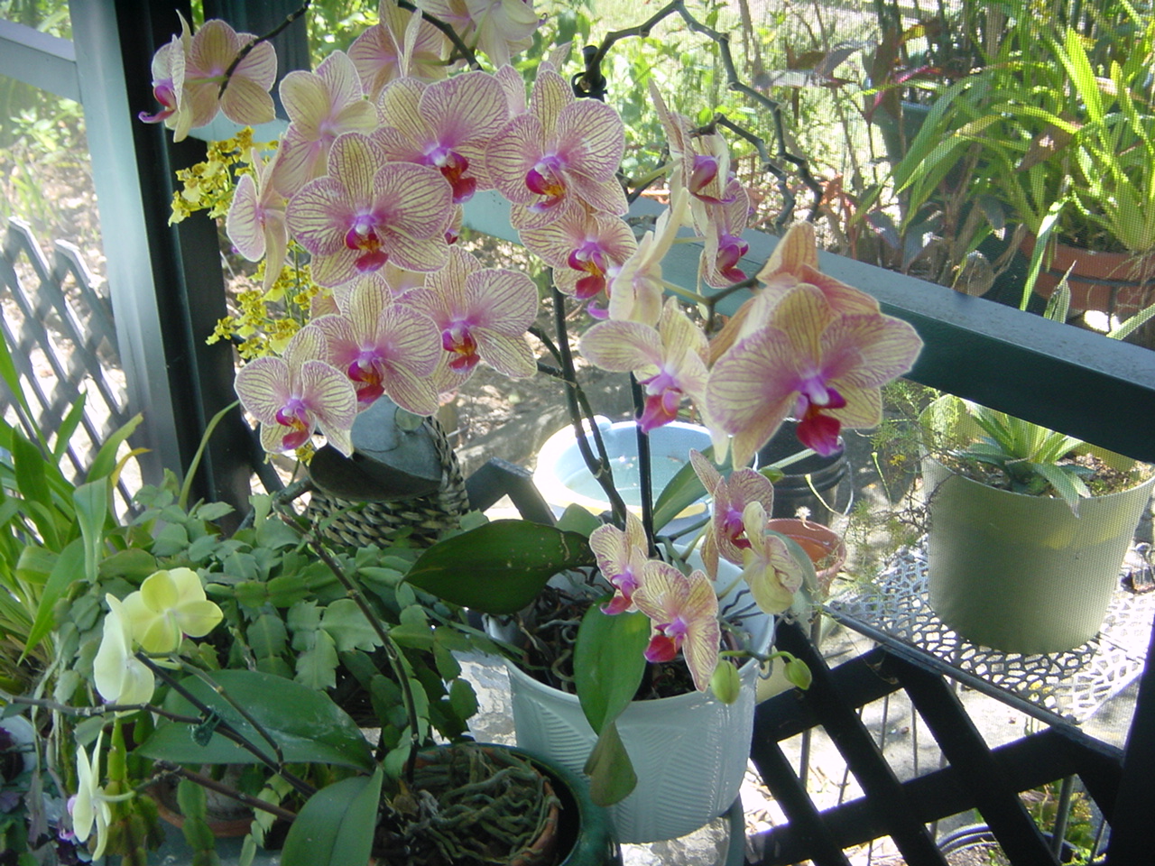 Orchid & Bromiliad