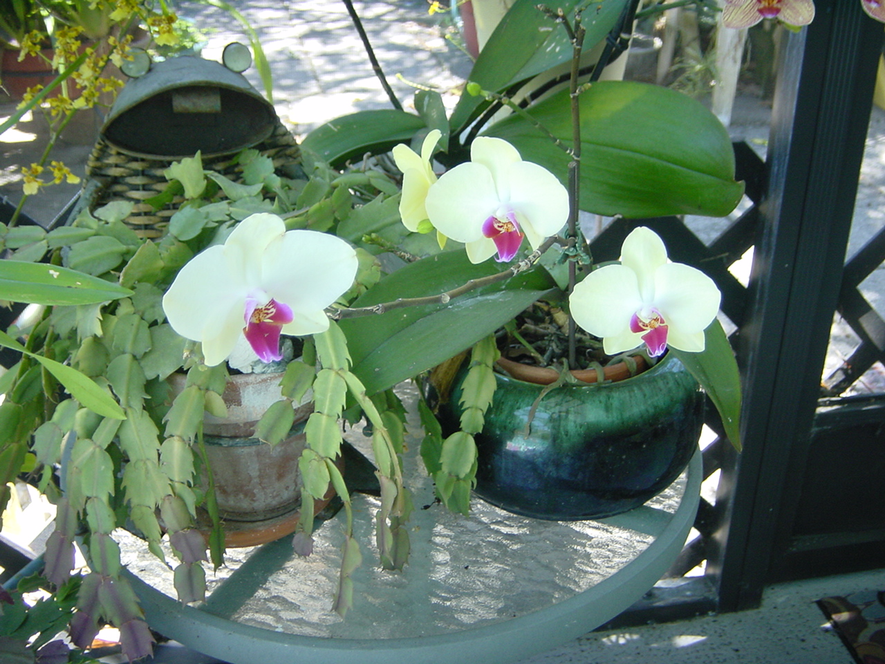 Orchid & Bromiliad