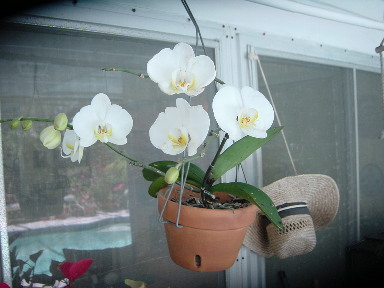 Orchid & Bromiliad