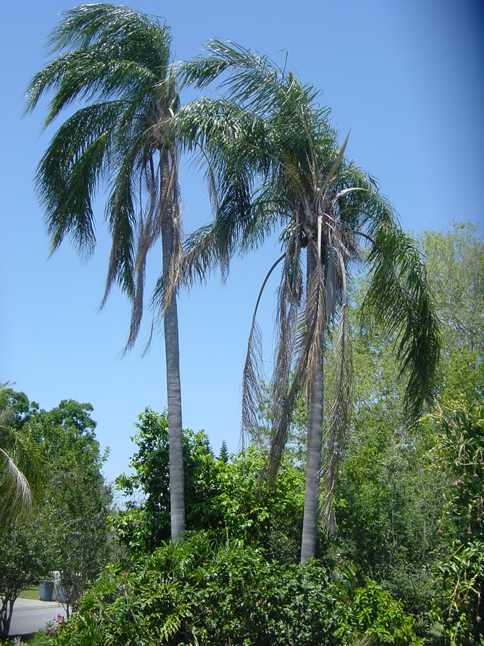 Palm Tree