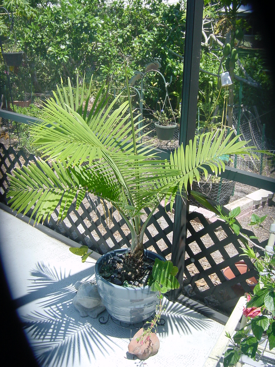 Palm Tree