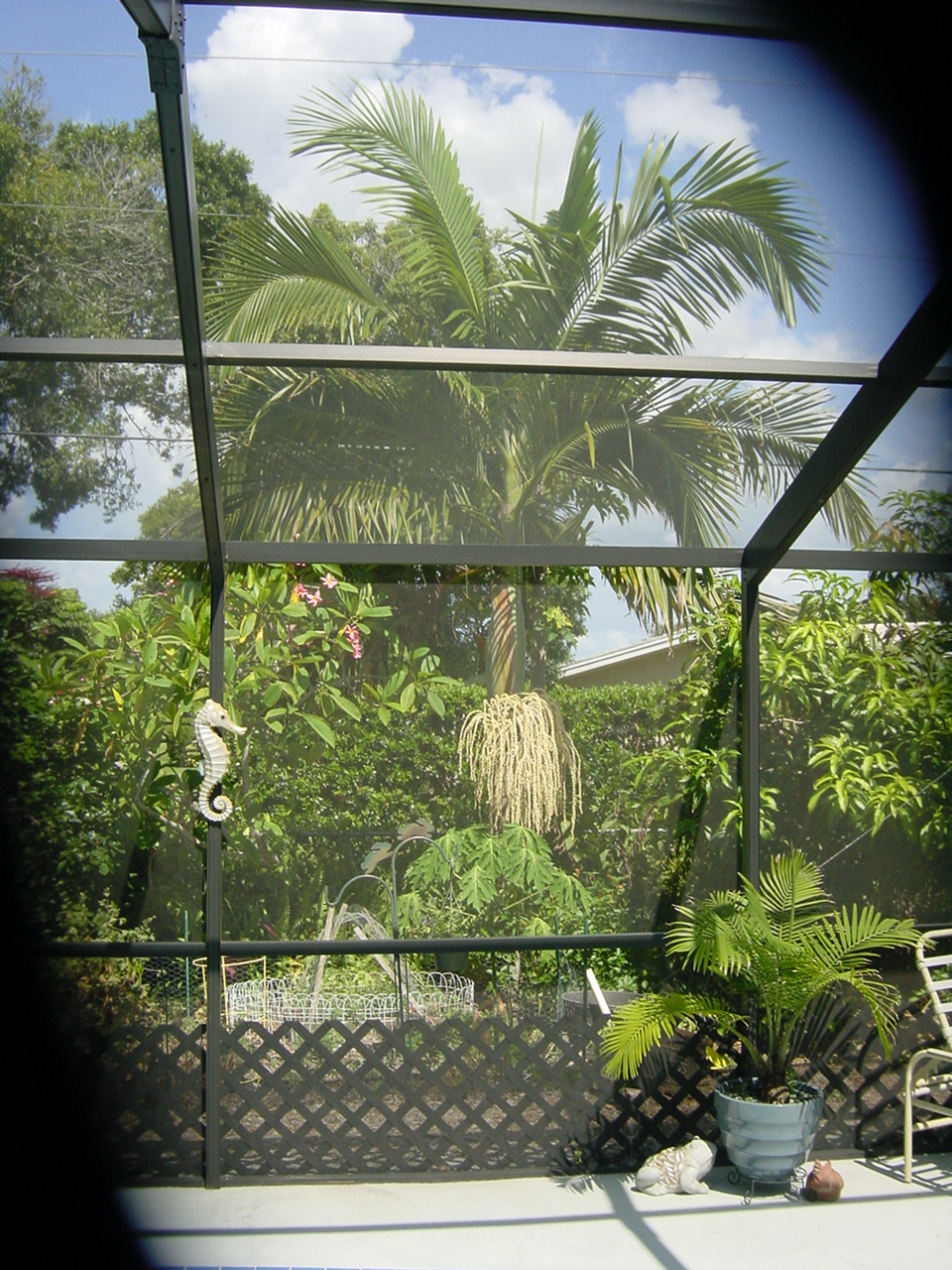 Palm Tree