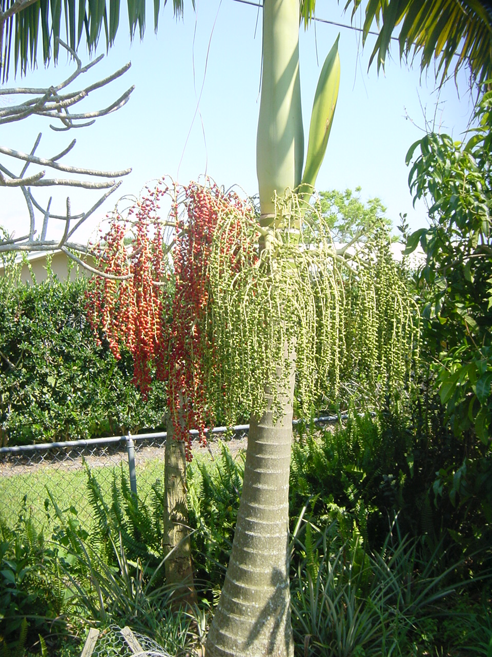 Palm Tree