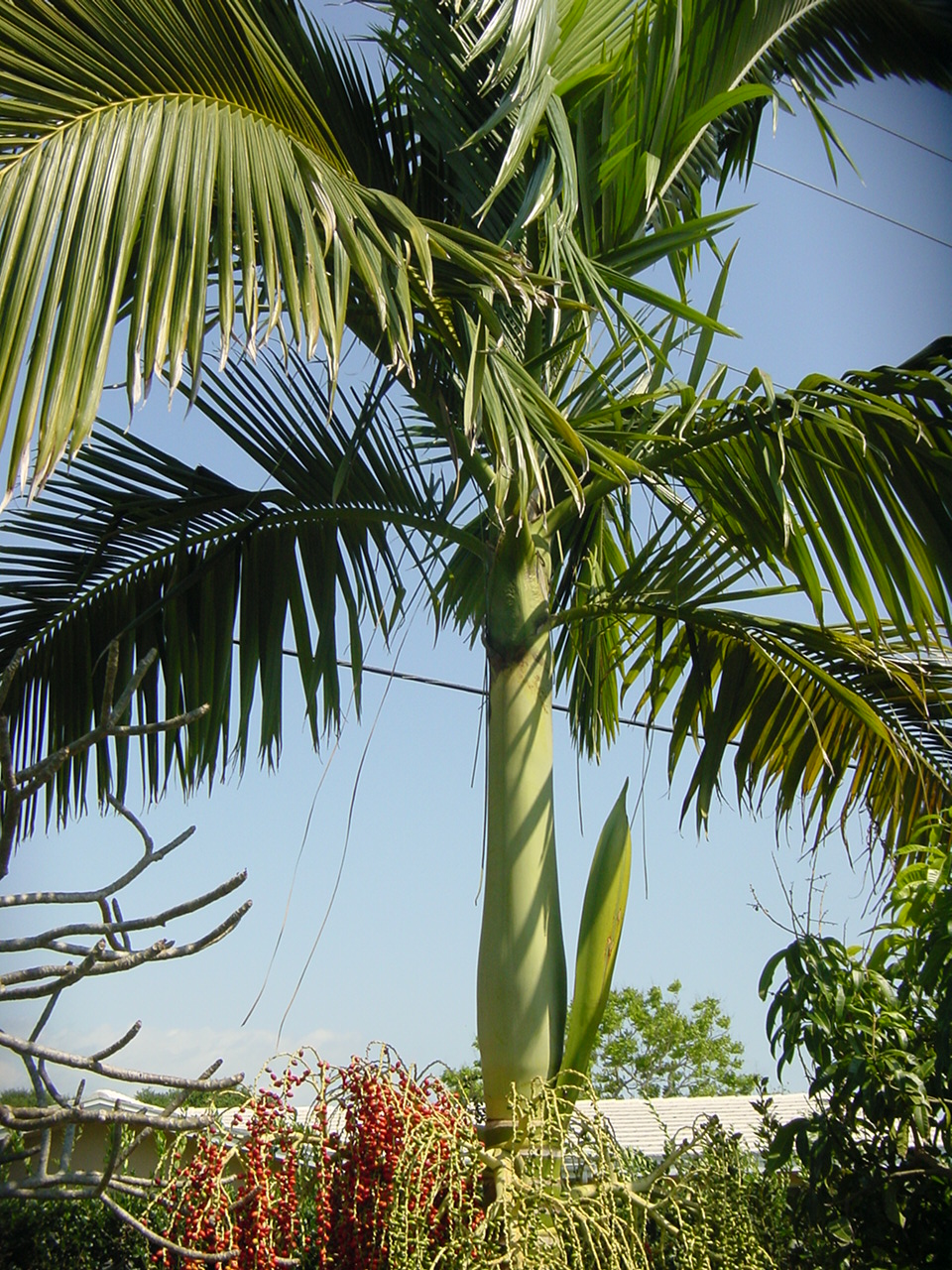 Palm Tree