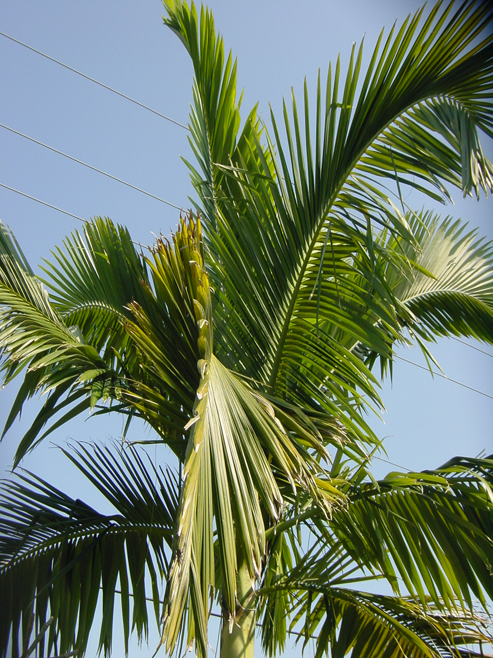 Palm Tree