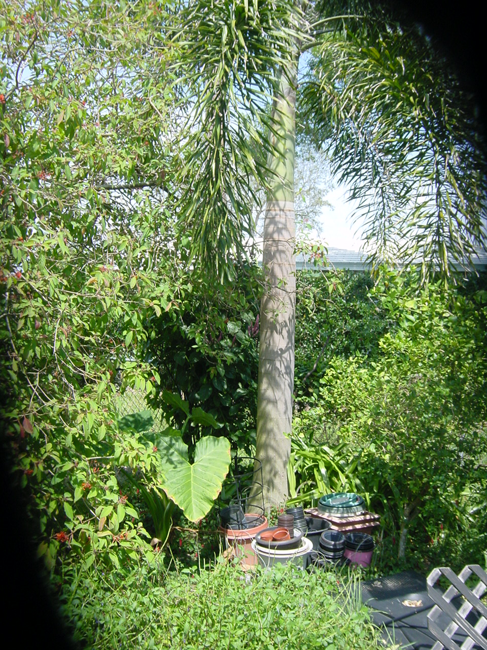 Palm Tree