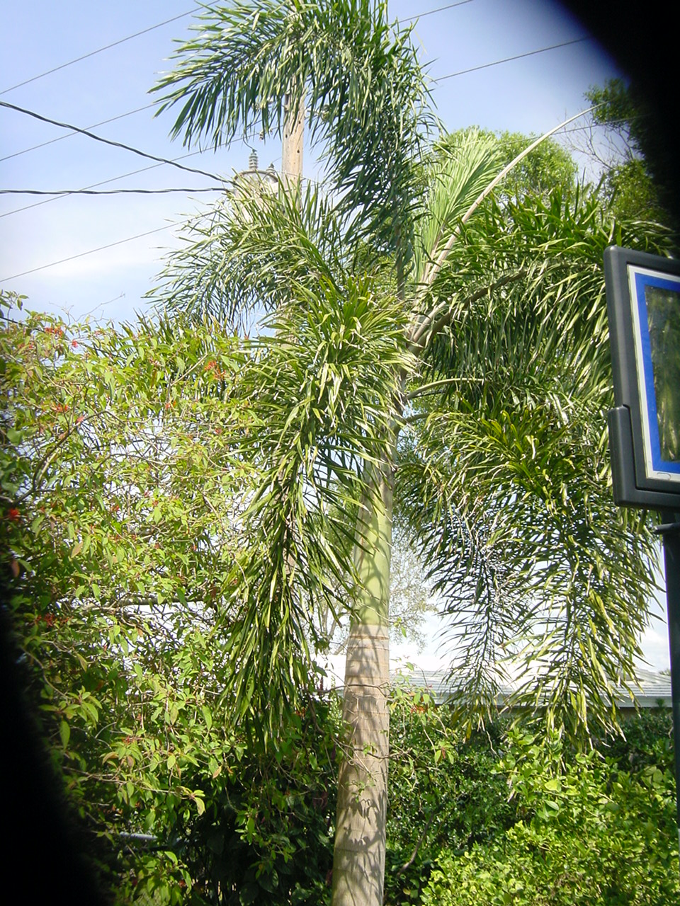 Palm Tree