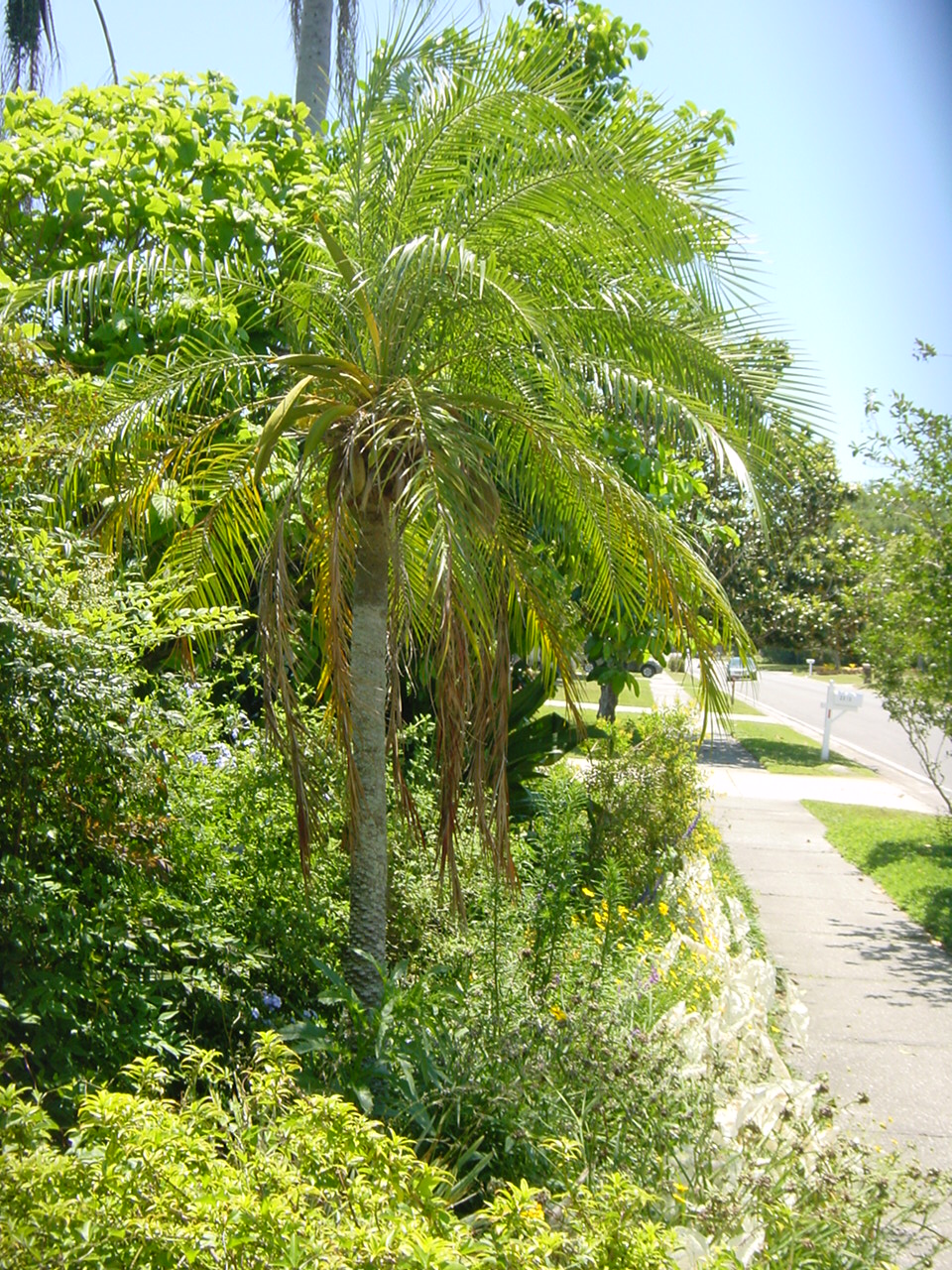 Palm Tree