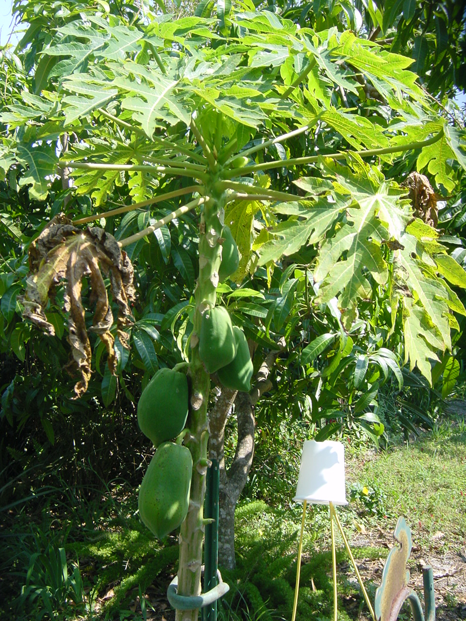 Papaya Tree