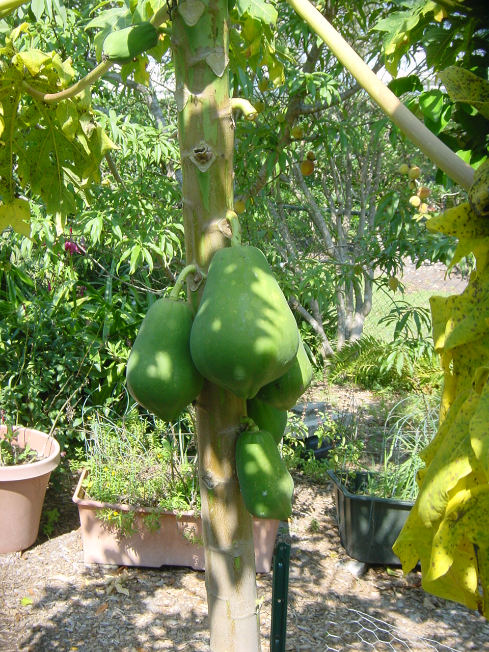 Papaya Tree