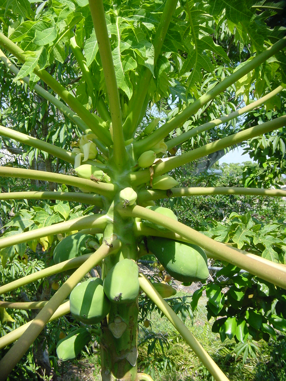 Papaya Tree