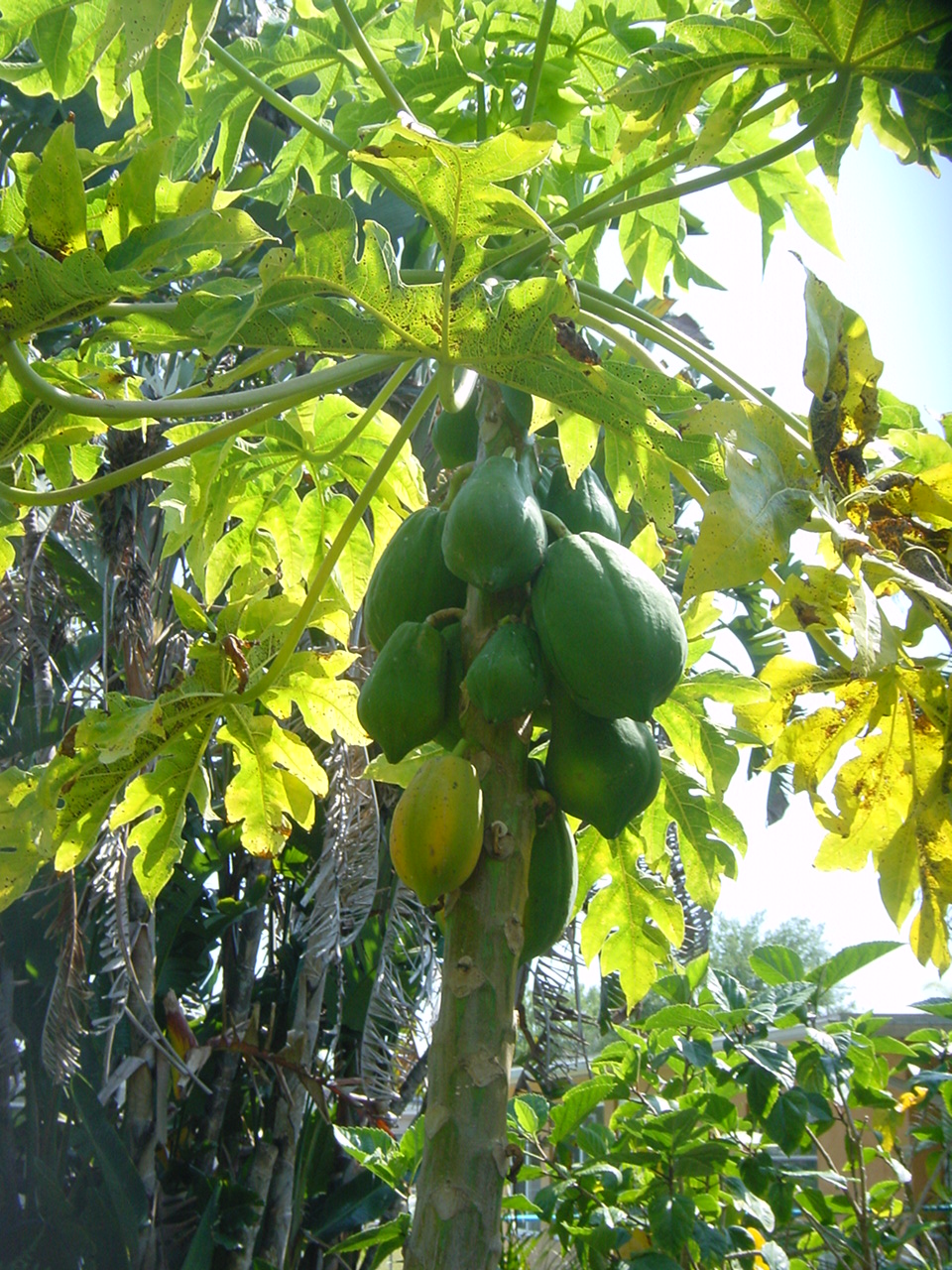 Papaya Tree