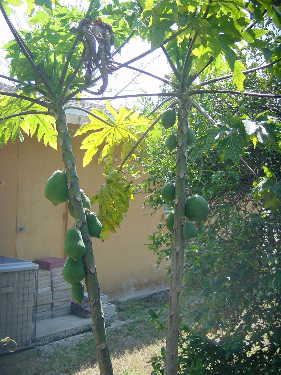Papaya Tree