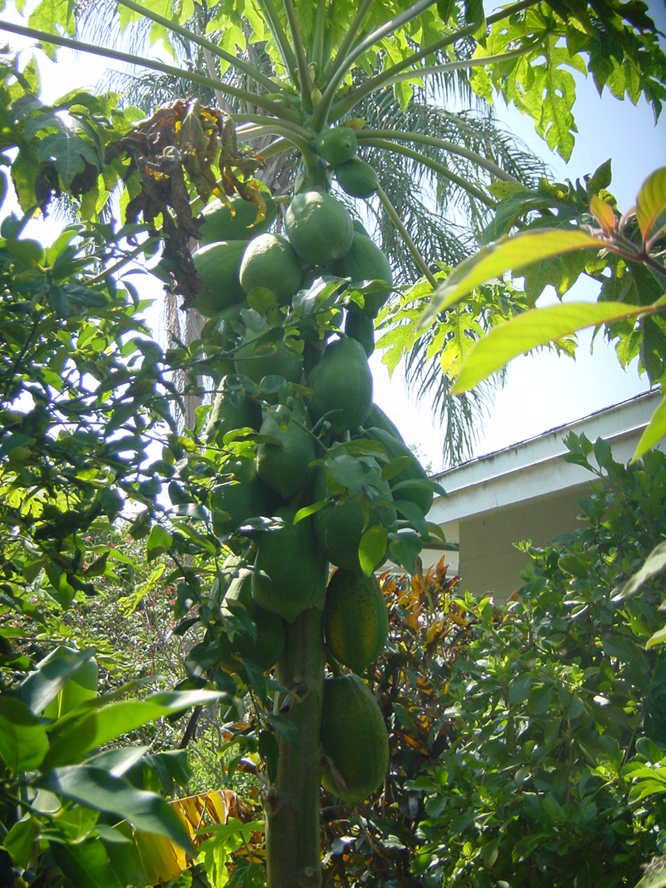 Papaya Tree