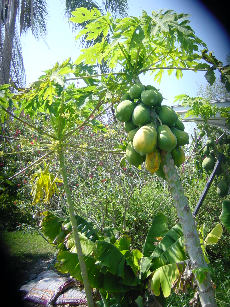 Papaya Tree