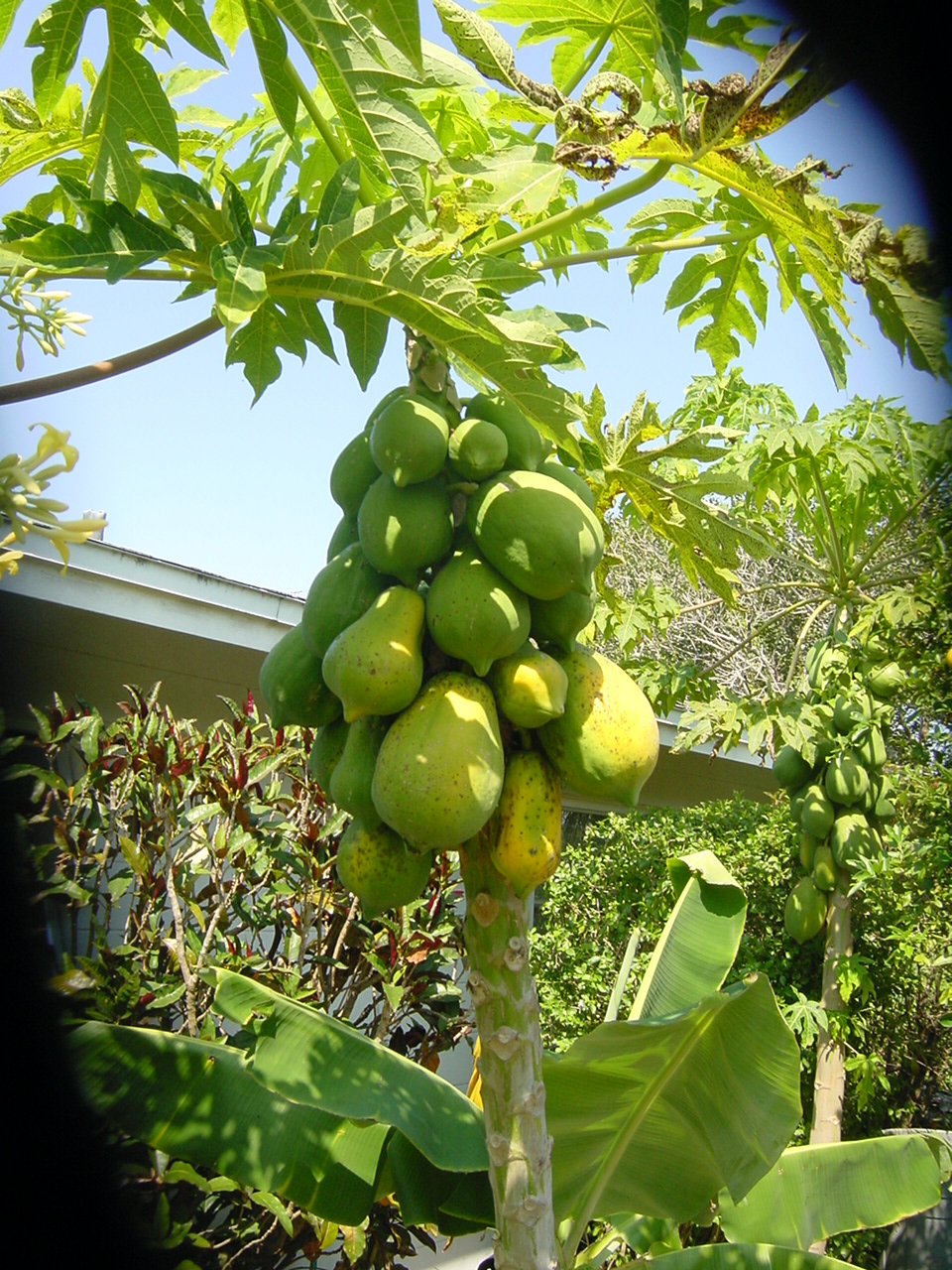 Papaya