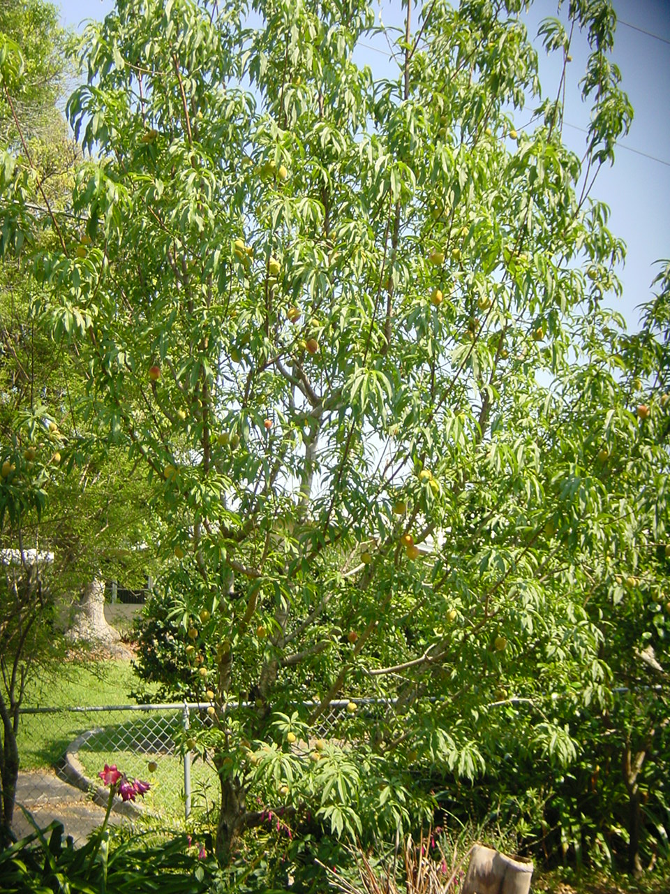Peach Tree