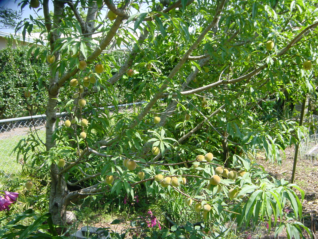 Peach Tree