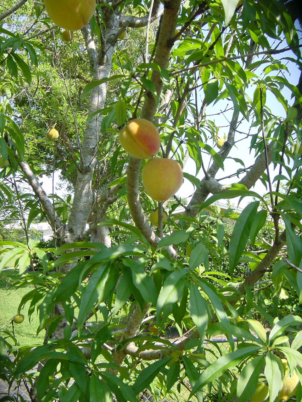 Peach Tree